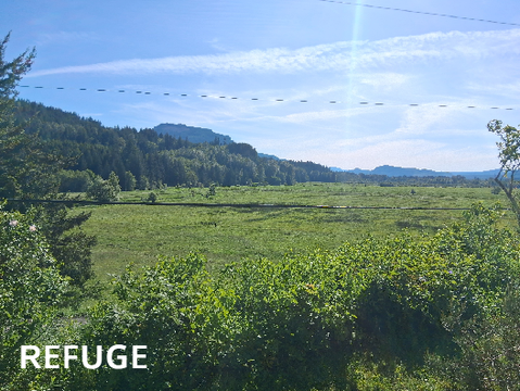 refuge - original