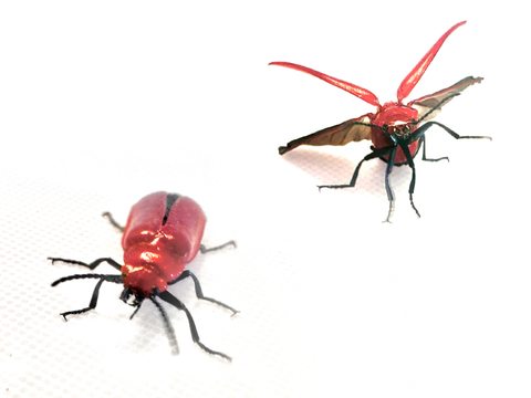 生存報告