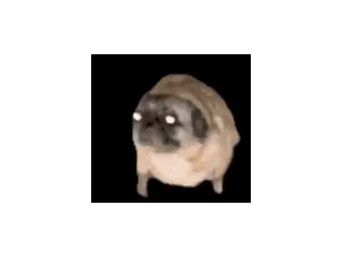 dancing pug