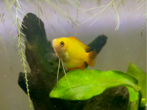 Tamagotchi the Honey Gourami!! :D