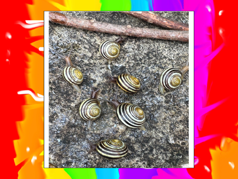 My lil snails