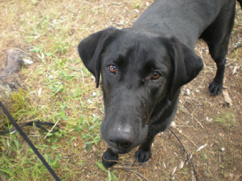 The Story of Grace (My Dog)