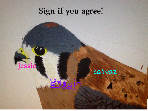 Save the Americsan Kestrel! remix remix remix remix 