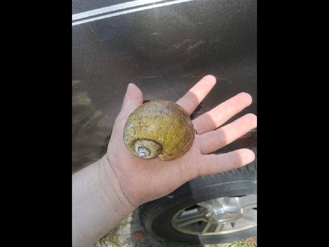 Animals in Florida just grow bigger i guess