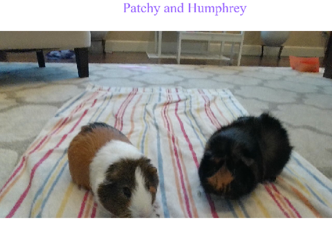Calming guinea pig music of Patchy and Humphrey