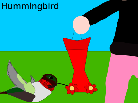birds