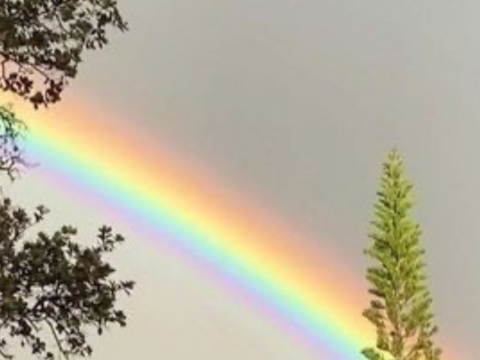 ✿