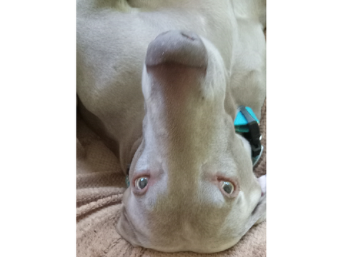 Orion's 6th Birthday!