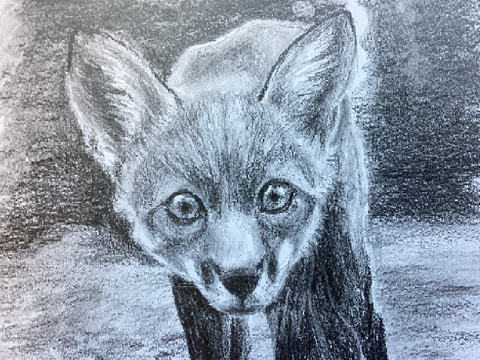 Fox drawing.