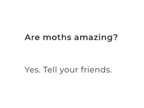 Moth