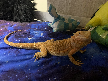 Dinosaurrr rawr