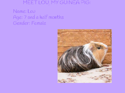 Introducing my pet guinea pig