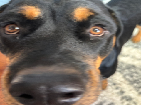 dog dump