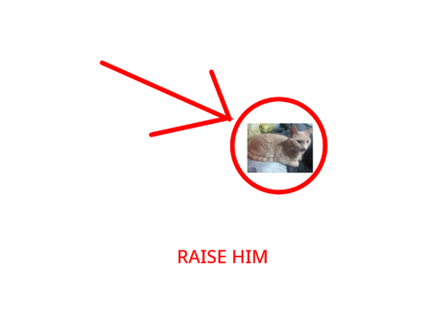 Raise a kitty!