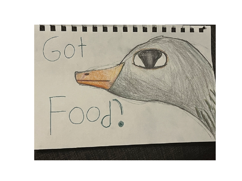 Greylag goose stares at you and demands food