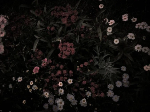 Atropa Belladonna ⋆ welcome
