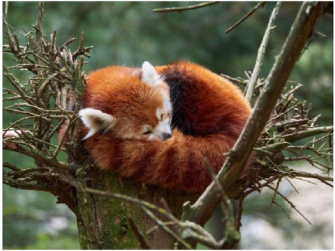 Red panda