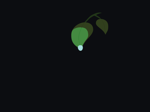 Leaf animation thing