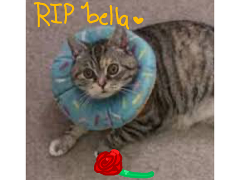Rip