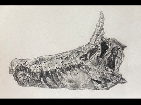 Spinosaurus mirabilis sketch 