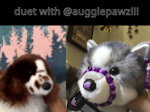 duet with @auggiepawz :33