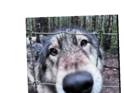 Become a wolf