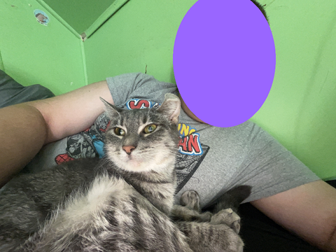 catty kit