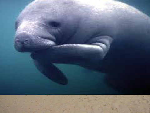 dugongs