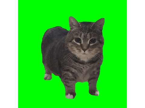Spinning cat :3