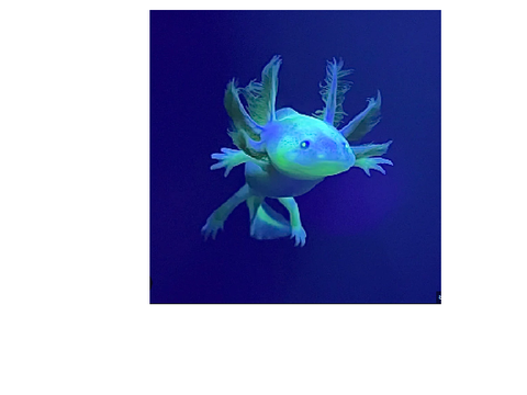 Become an GFP Axolotl