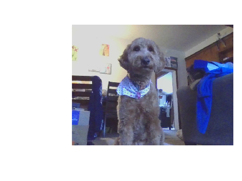 Become my dog Piper