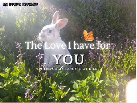The Love I have for You ♡ Poem for my Bunny 