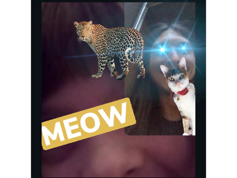 Big Kitty Meow Meow