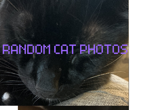 KITTY PHOTOS