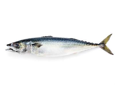 鯖