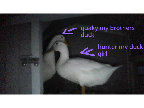 my ducks at night