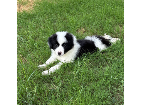10 photos of my loving border collie :D