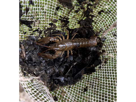 crayfish