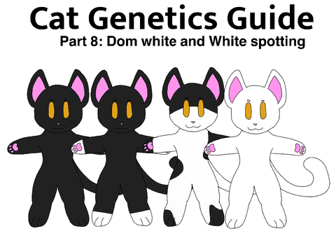 Cat Genetics Guide Part 8