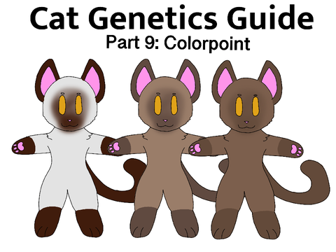 Cat Genetics Guide Part 9