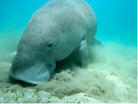 video of dugongs