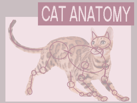 How to Draw CATS