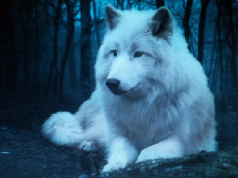 Spirit the wolf ~^-^~