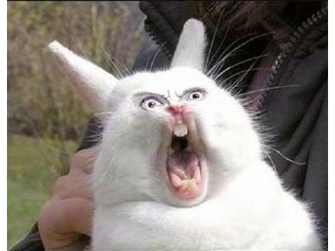 Bunny memes