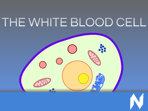 The White Blood Cell