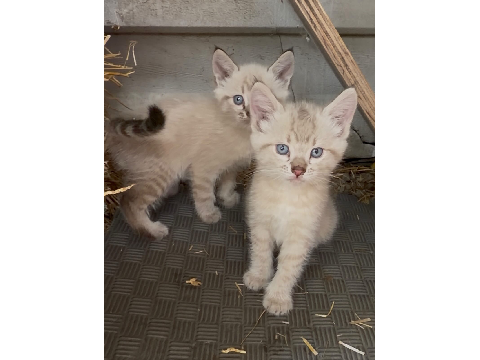 My new kittens!