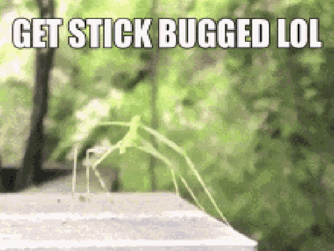 Get stickbugged lol :) remix remix