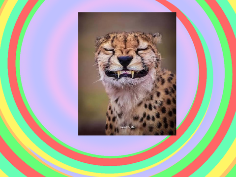 Cheetah memes