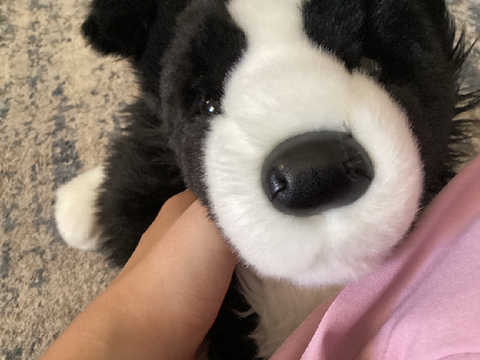 GUYS I GOT THE BORDER COLLIE AHHHHHHHHHHH