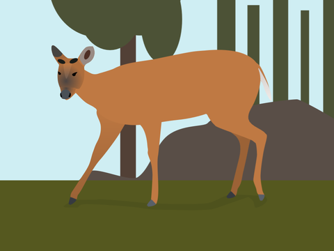 Reeves’s Muntjac Vector